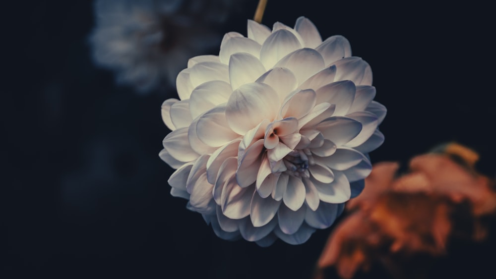 a white flower is hanging from a branch