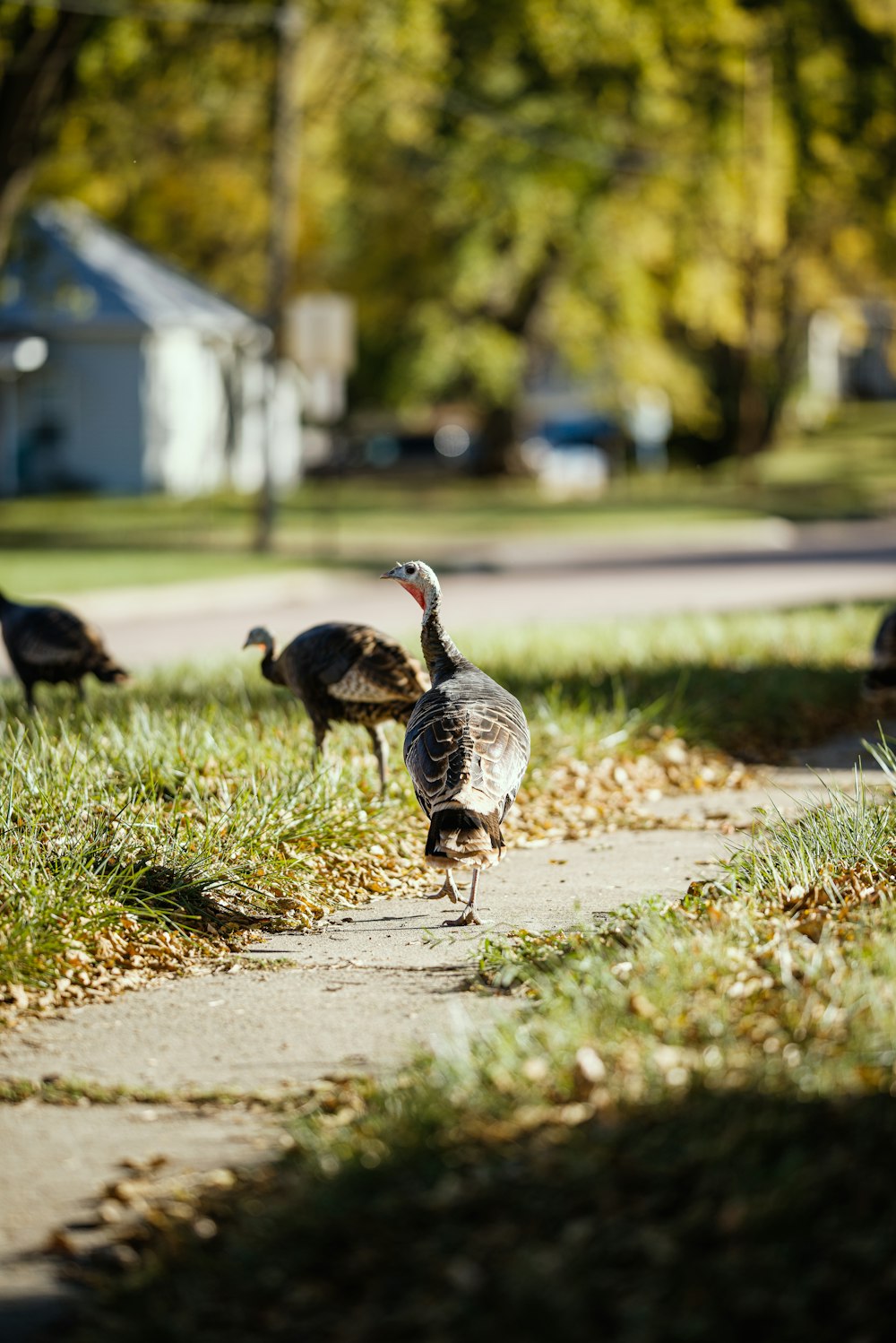 a group of turkeys walking down a sidewalk