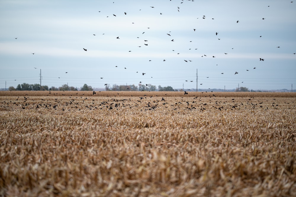 a flock of birds flying over a dry grass field