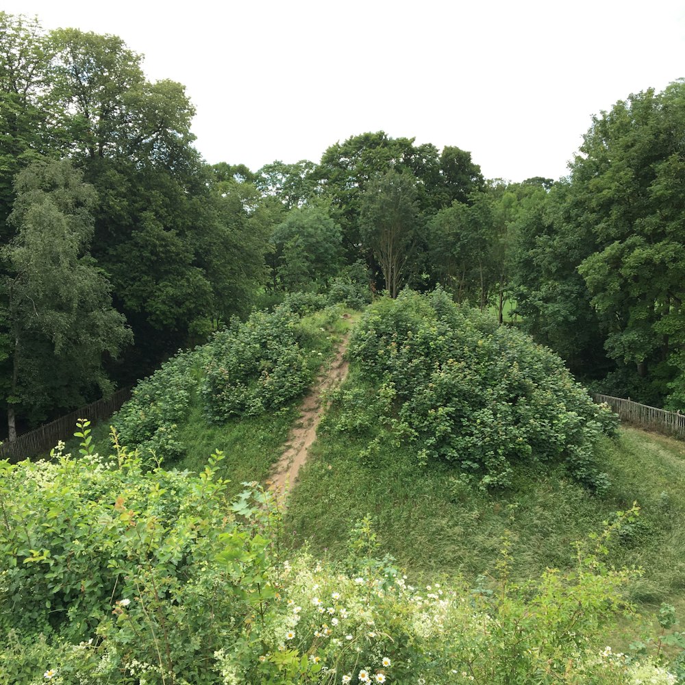 a large mound of grass in a wooded area