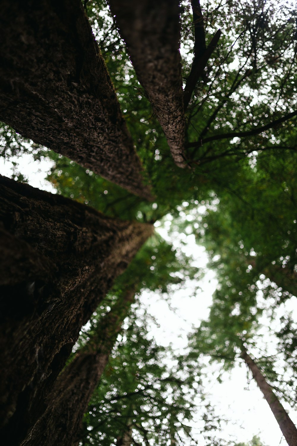 looking up at the tops of tall trees