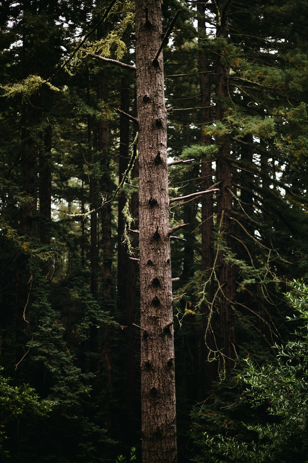 a tall tree in the middle of a forest