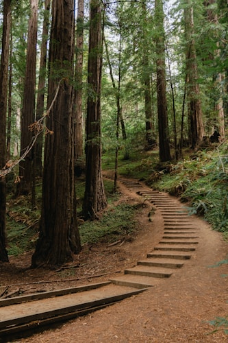 a set of steps in the middle of a forest