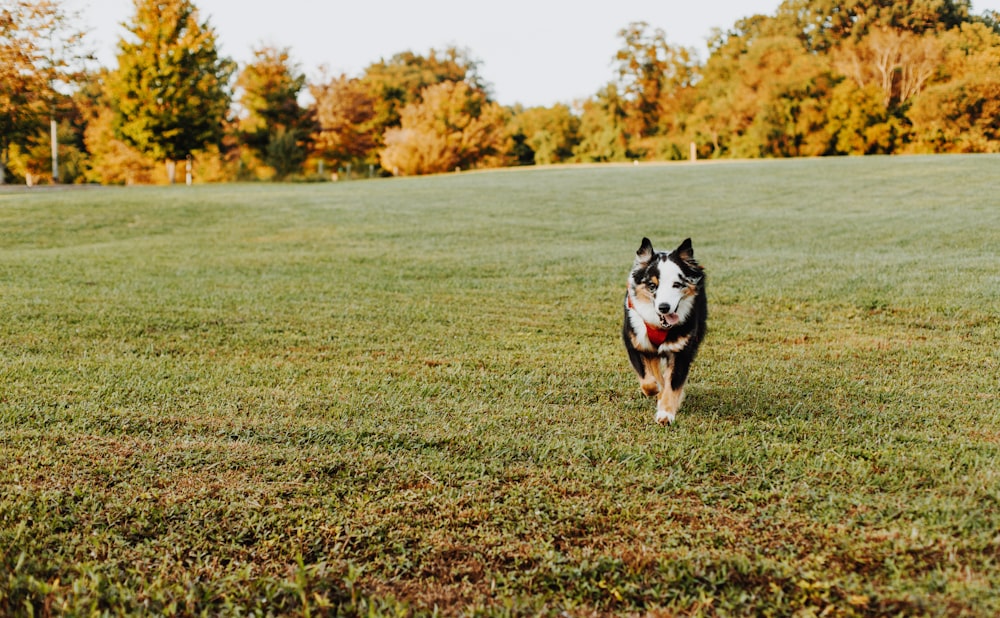 a black and white dog running across a field
