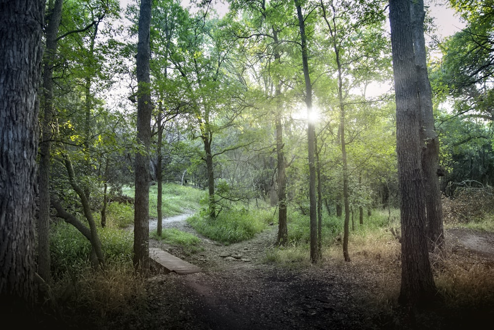 a path in the middle of a forest surrounded by trees