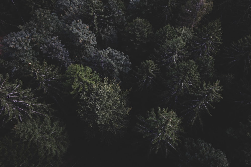 a group of trees in the middle of a forest