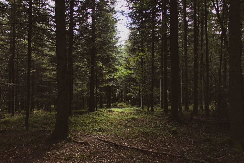 a forest filled with lots of tall trees