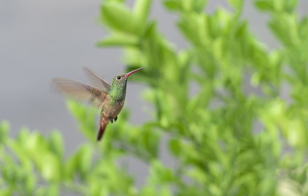 a hummingbird flying over a green plant