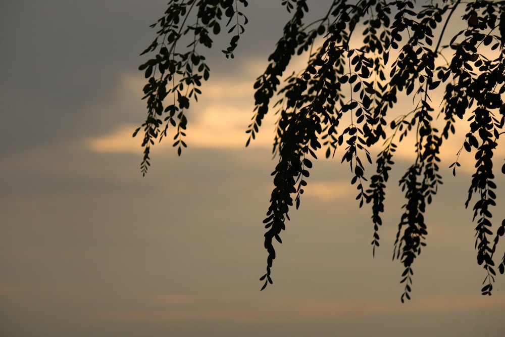 the branches of a tree are silhouetted against a cloudy sky