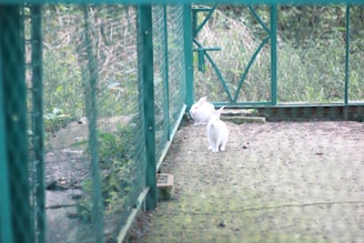A controlled group of rabbits in a rural area being monitored to prevent crop damage.