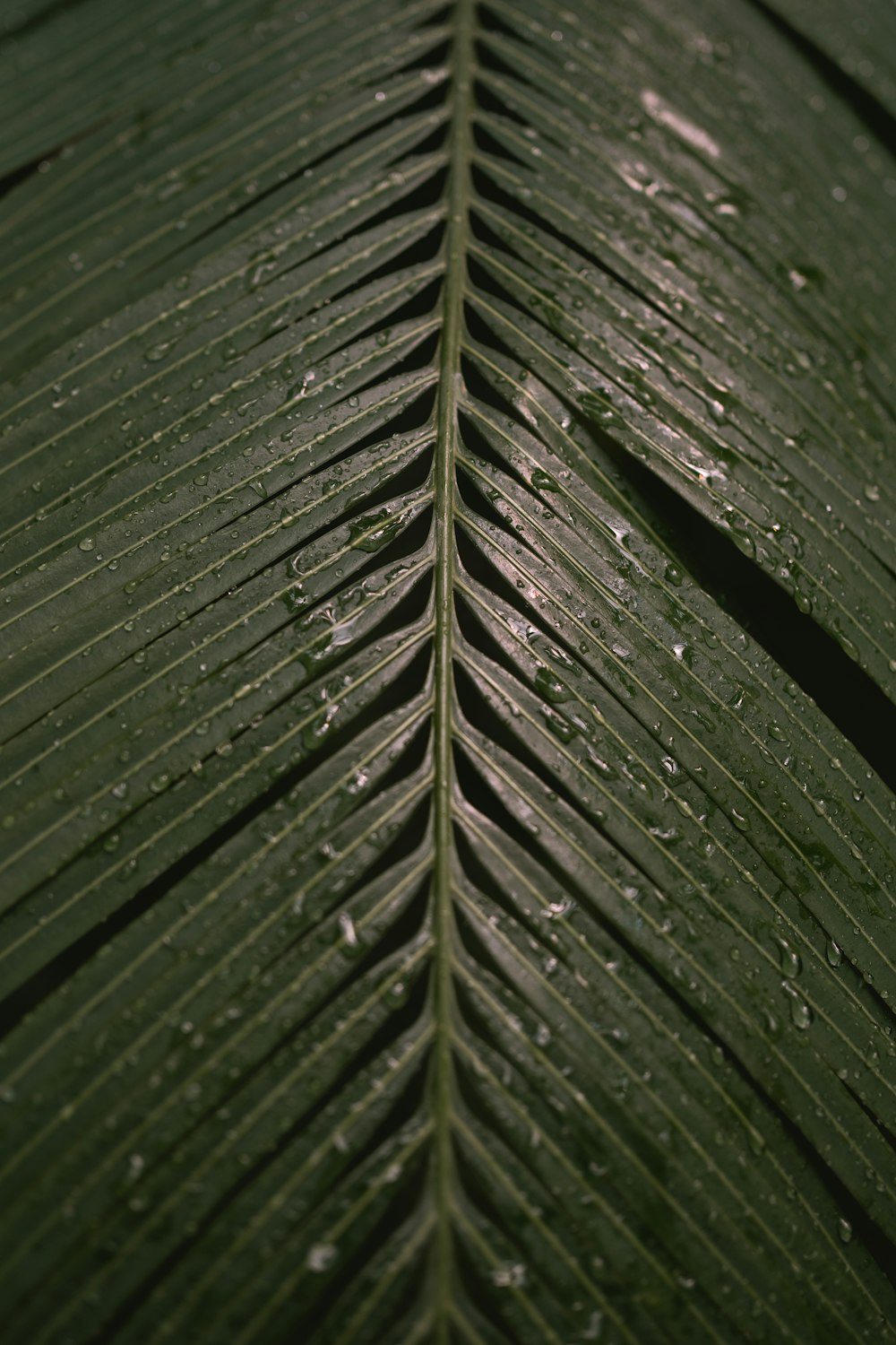 a large green leaf with drops of water on it