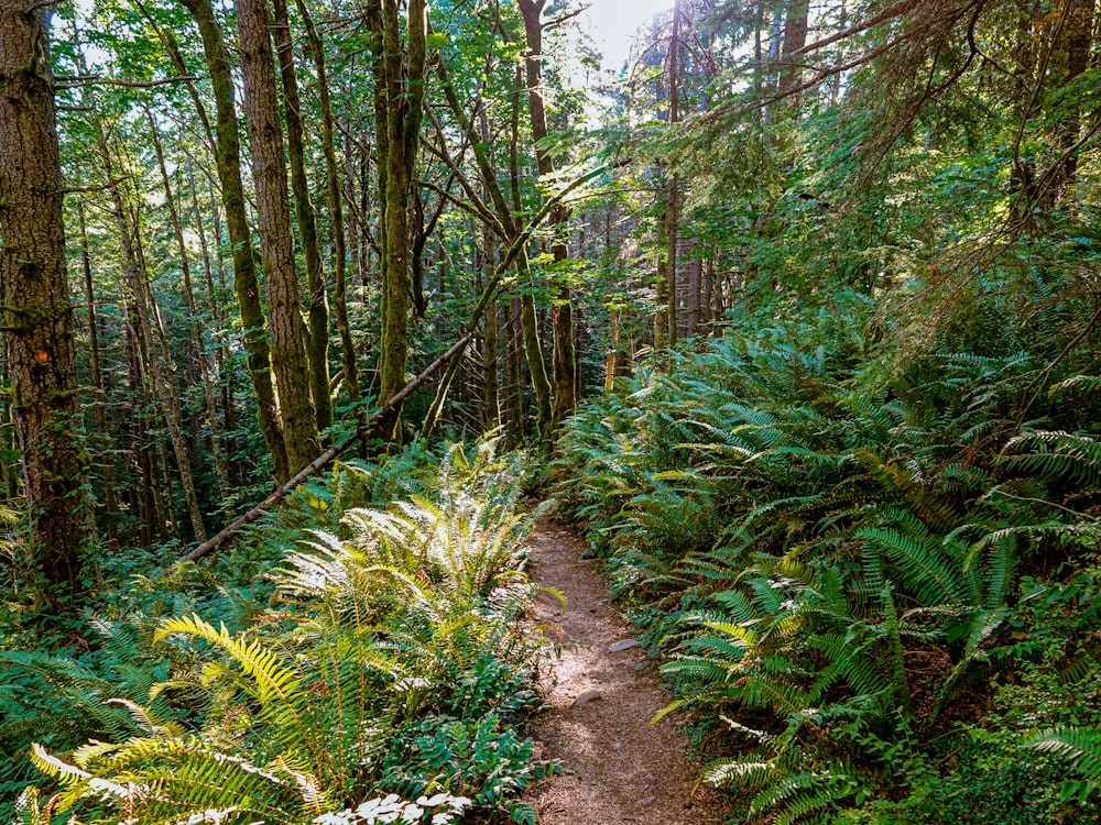 a trail in the middle of a forest with lots of trees