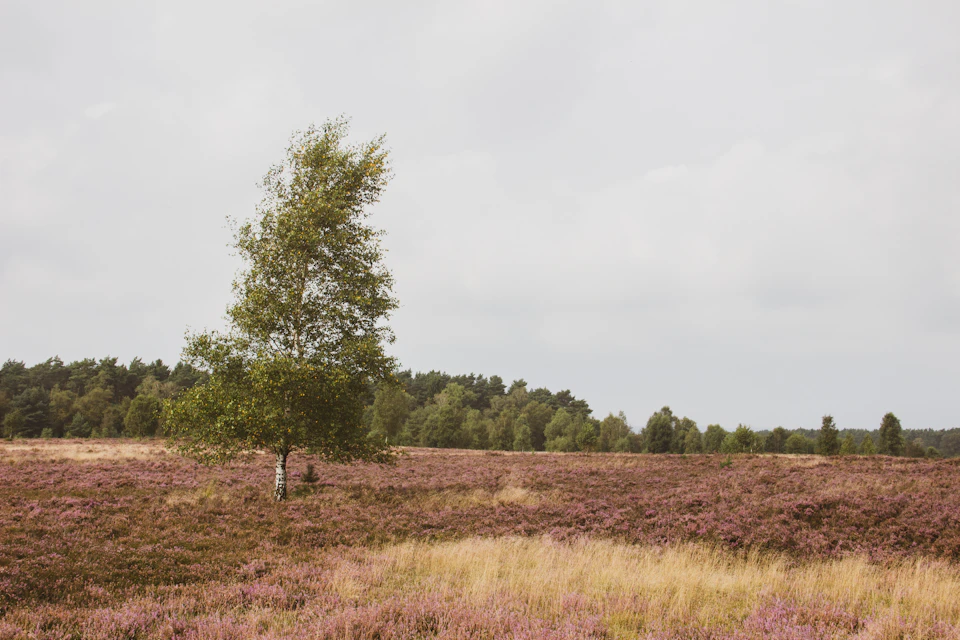 The image depicts a serene landscape with a large tree standing alone on the right side, surrounded by a field of purple flowers and tall grasses that extend into the distance. The sky above is overcast, casting a soft light over the scene. In the background, there are trees and bushes, adding depth to the composition.