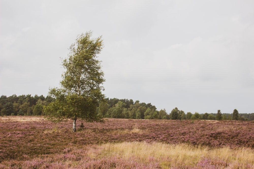 a lone tree in the middle of a field