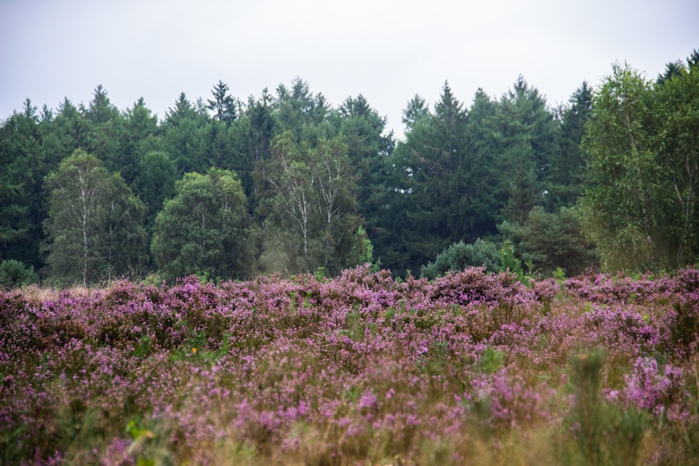 a field with purple flowers and trees in the background