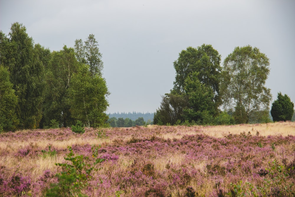 Un campo con flores y árboles púrpuras al fondo