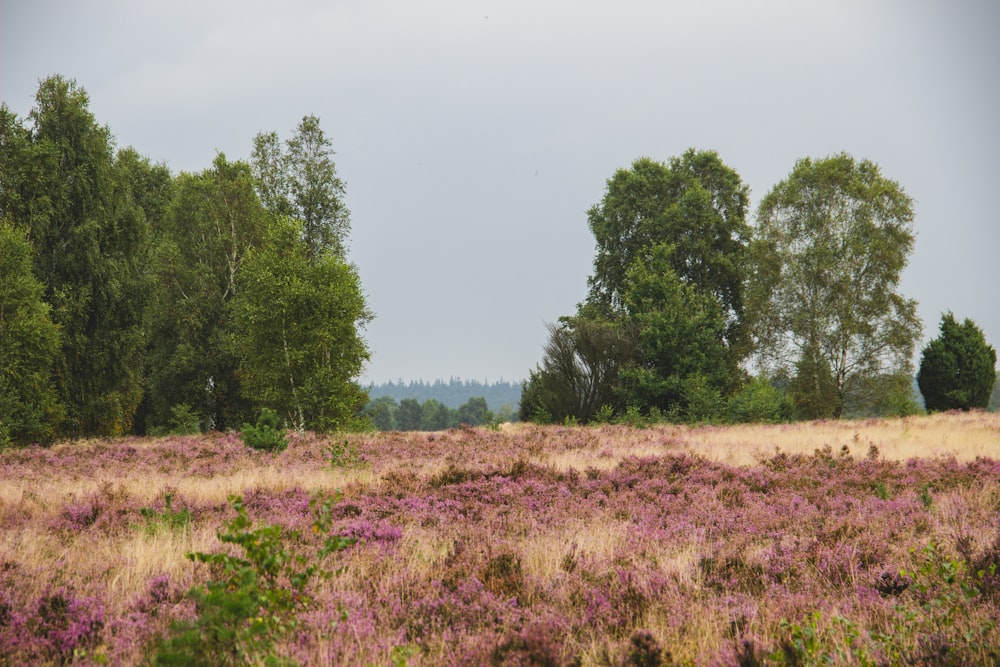 a field with purple flowers and trees in the background