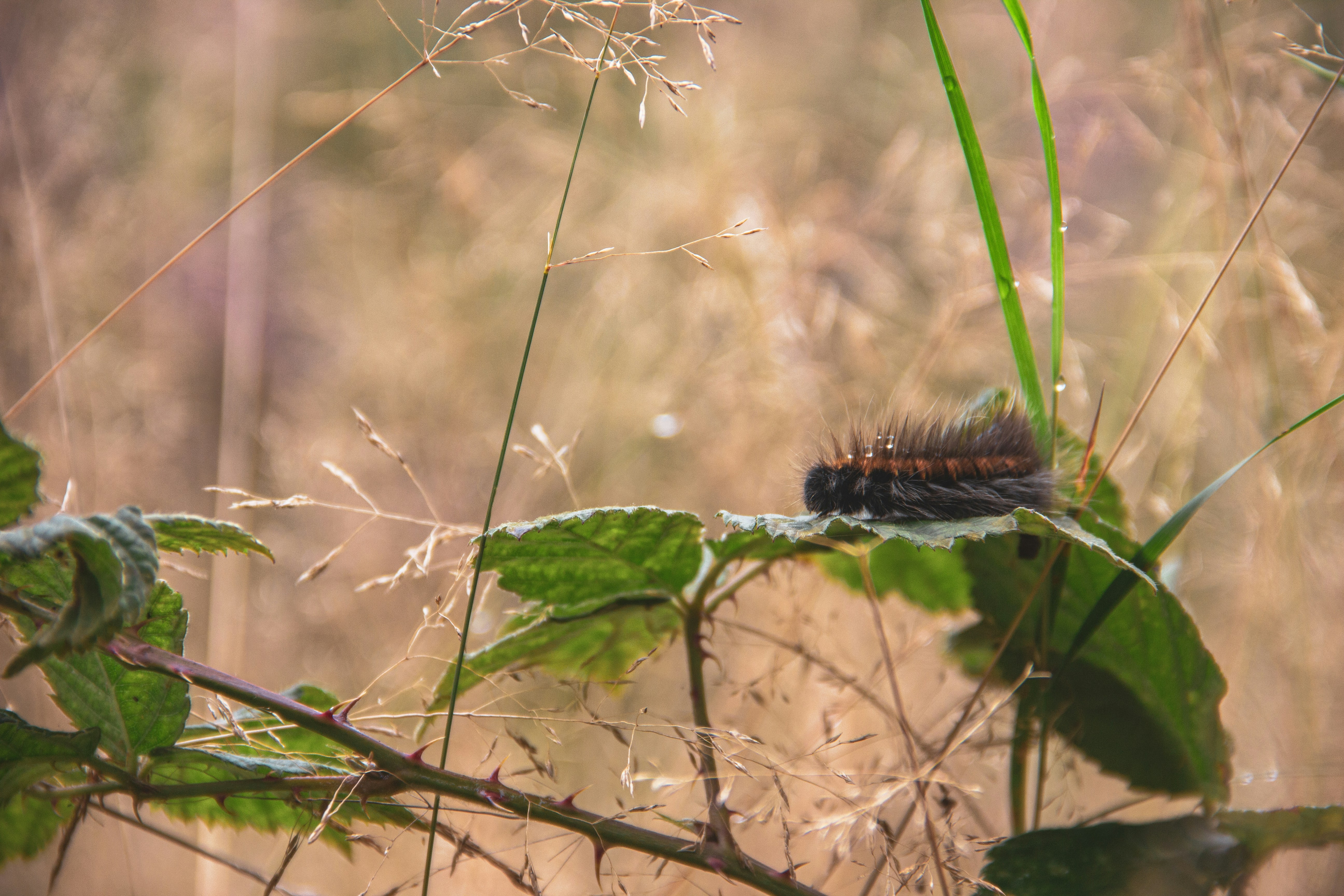 Une chenille est assise sur une plante feuillue