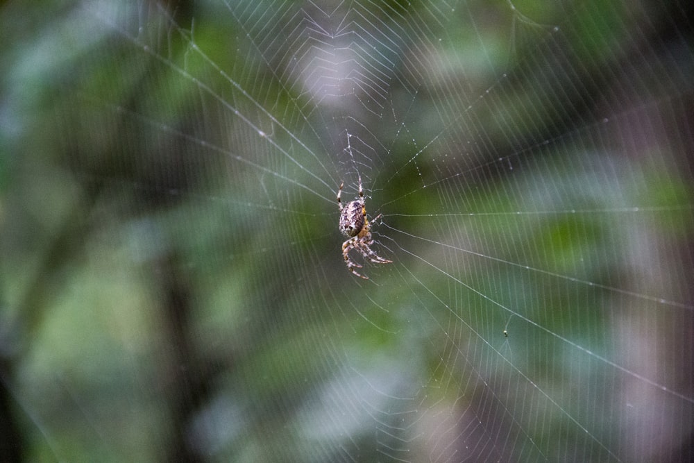 a spider sits on its web in the middle of a forest