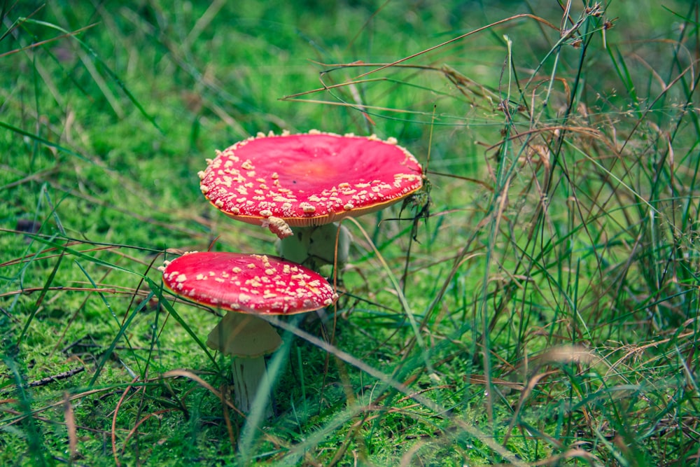 a couple of red mushrooms sitting on top of a lush green field