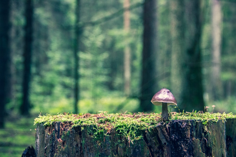 um cogumelo sentado em cima de um toco de árvore em uma floresta