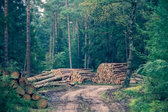 a dirt road in the middle of a forest