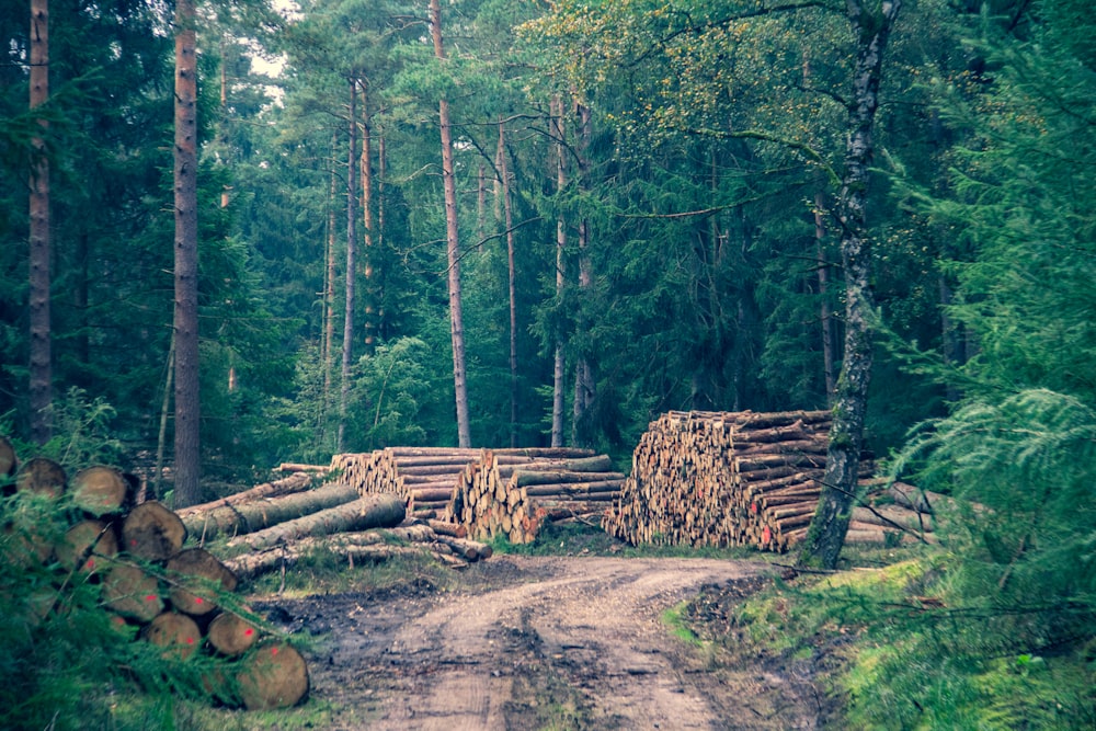 a dirt road in the middle of a forest