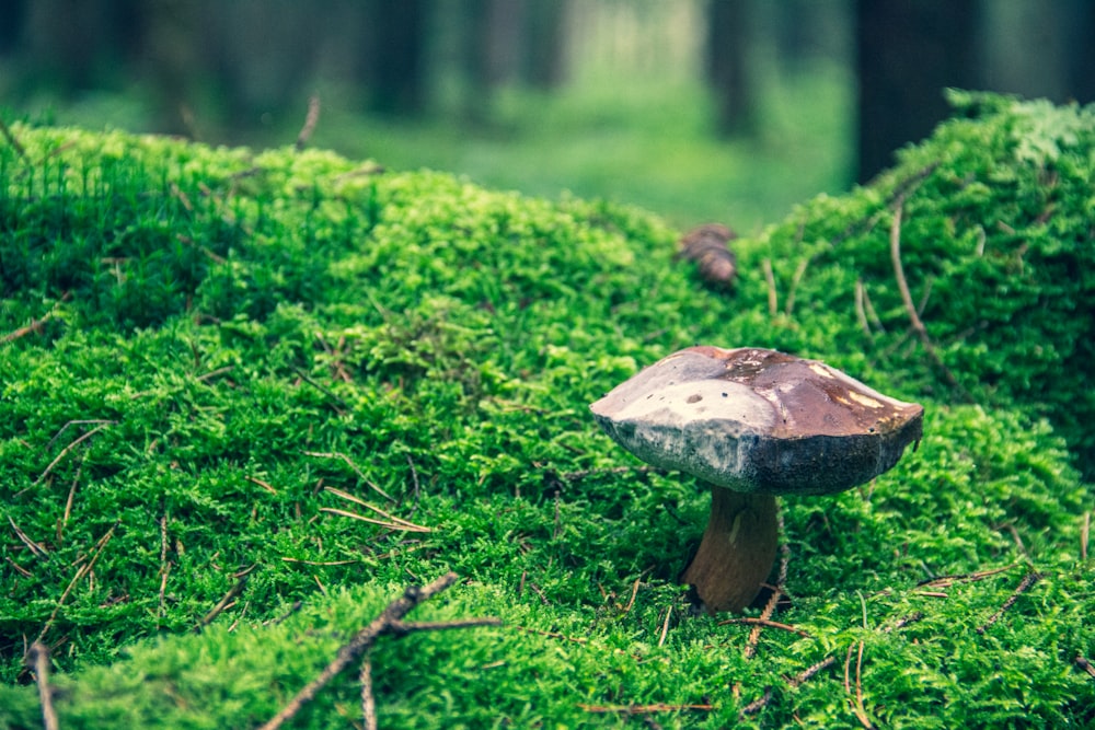 un champignon assis au sommet d’un champ verdoyant