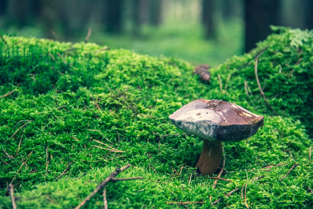 a mushroom sitting on top of a lush green field