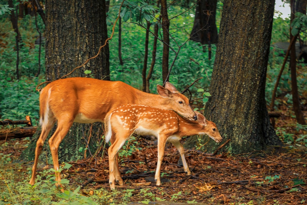 a couple of deer standing next to each other in a forest