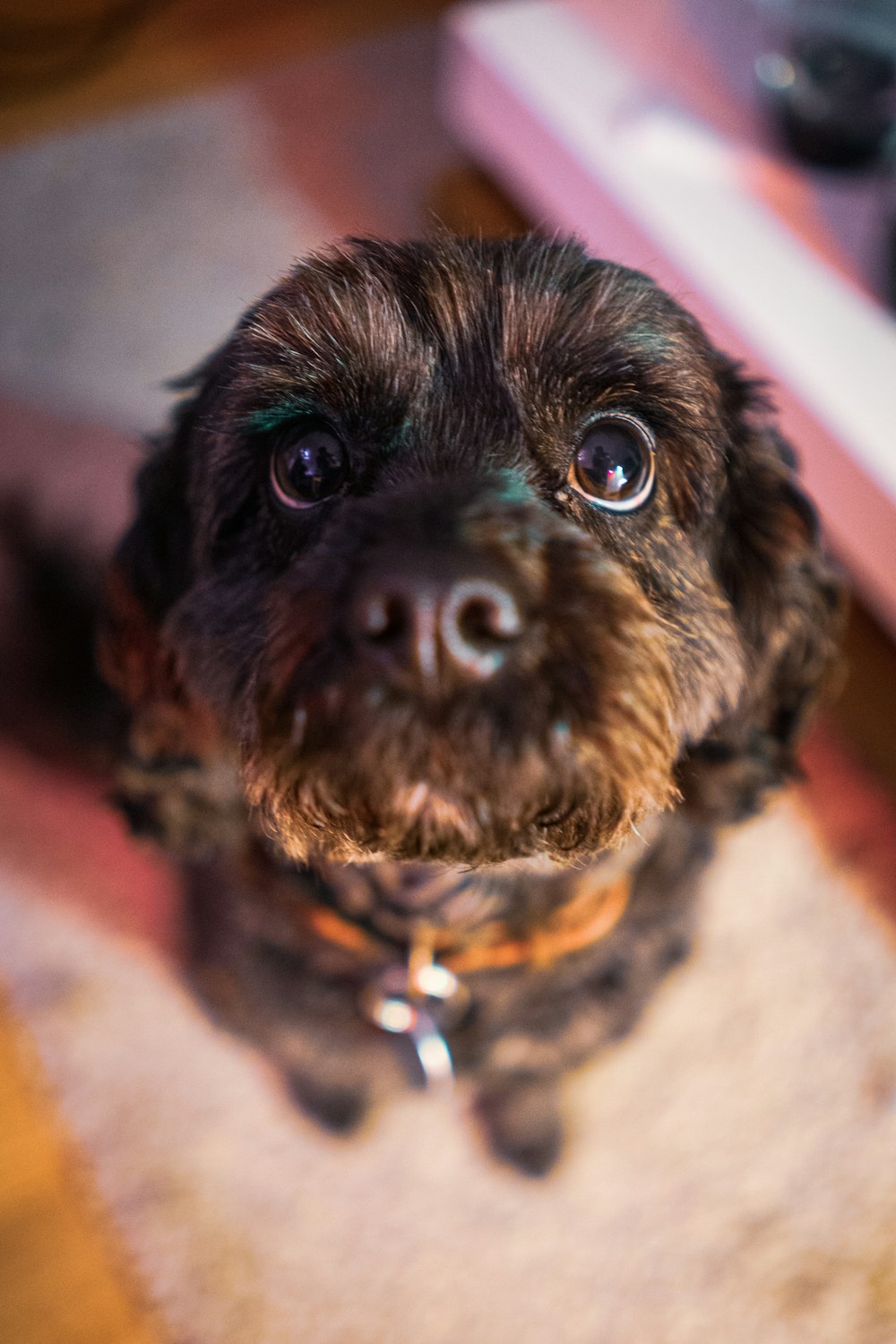 a small brown dog sitting on top of a rug