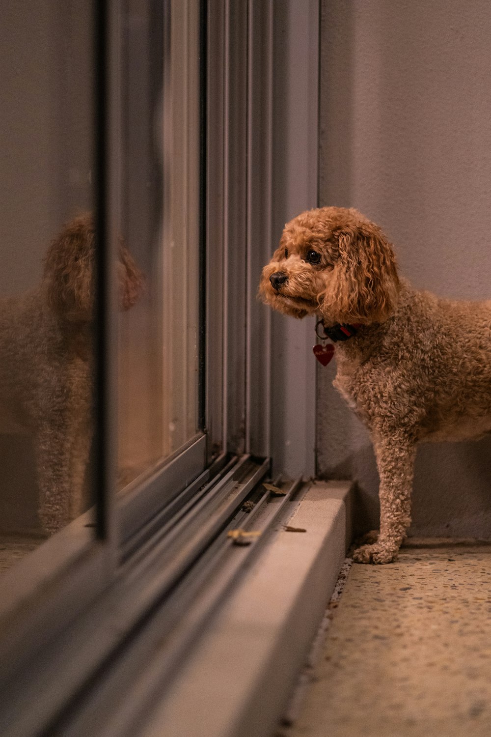 Un perro marrón parado junto a una ventana