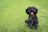 Happy small dog wearing a bright, colorful engraved pet ID tag at the park.