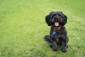 A small, fluffy black dog with a brown collar and a blue name tag is sitting on green grass. The dog has a happy expression, with its tongue hanging out.