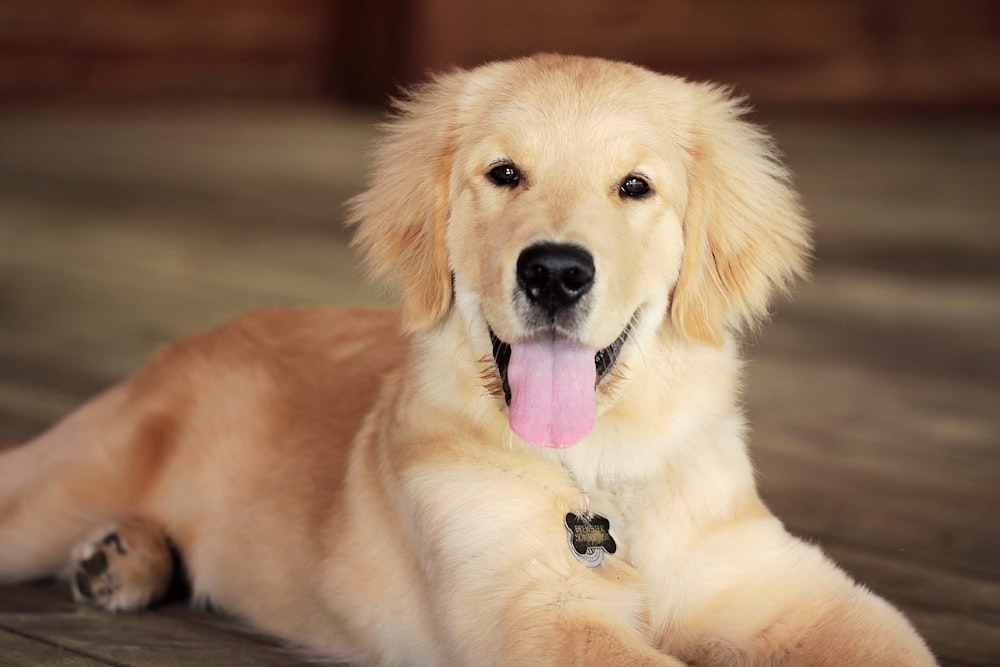 a large brown dog laying on top of a wooden floor