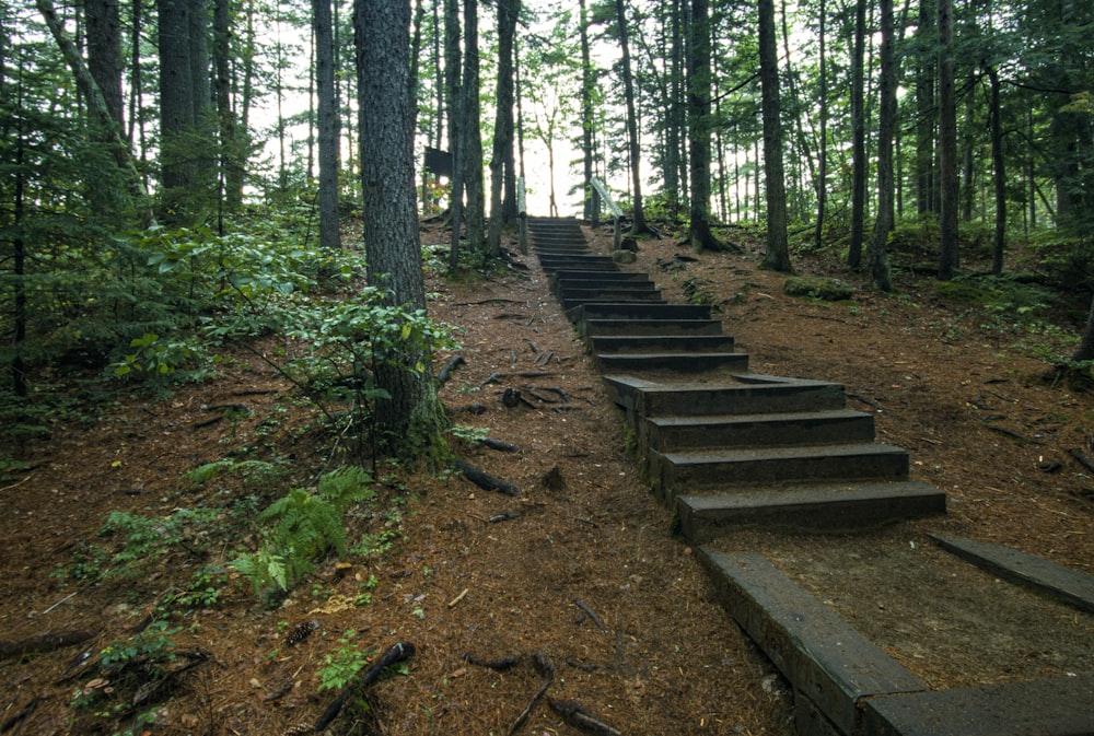 a set of stairs in the middle of a forest