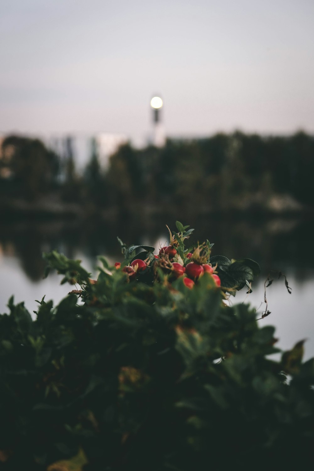 a bunch of fruit sitting on top of a bush