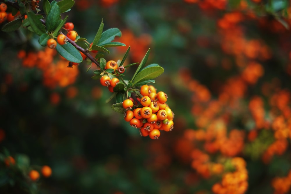 a bunch of orange berries hanging from a tree