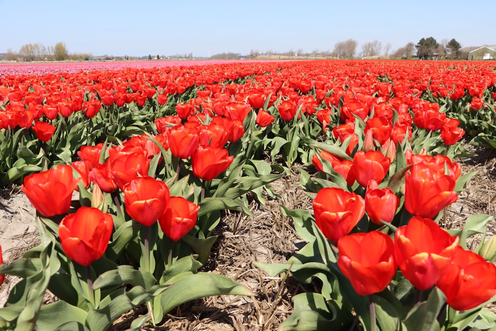 a field of red tulips with a blue sky in the background