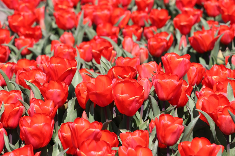 Un champ de tulipes rouges aux tiges vertes