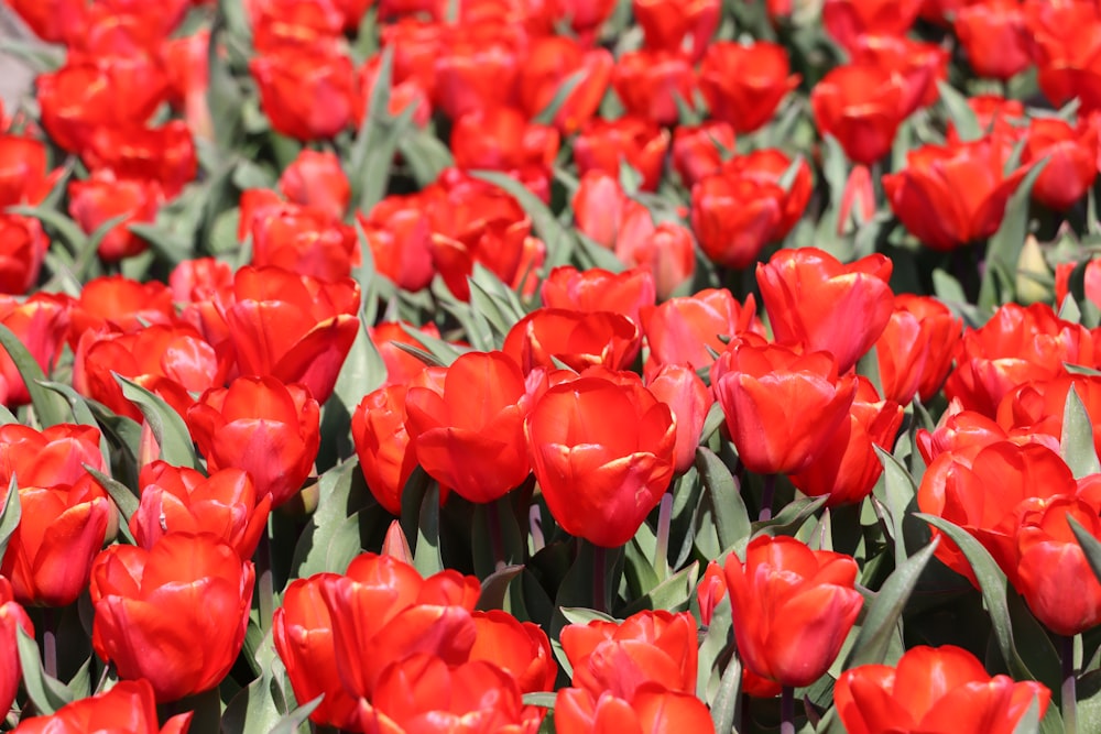 a field of red tulips with green stems