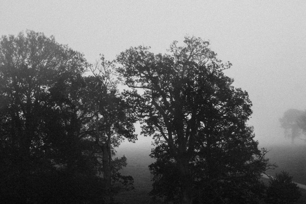 a black and white photo of trees in the fog