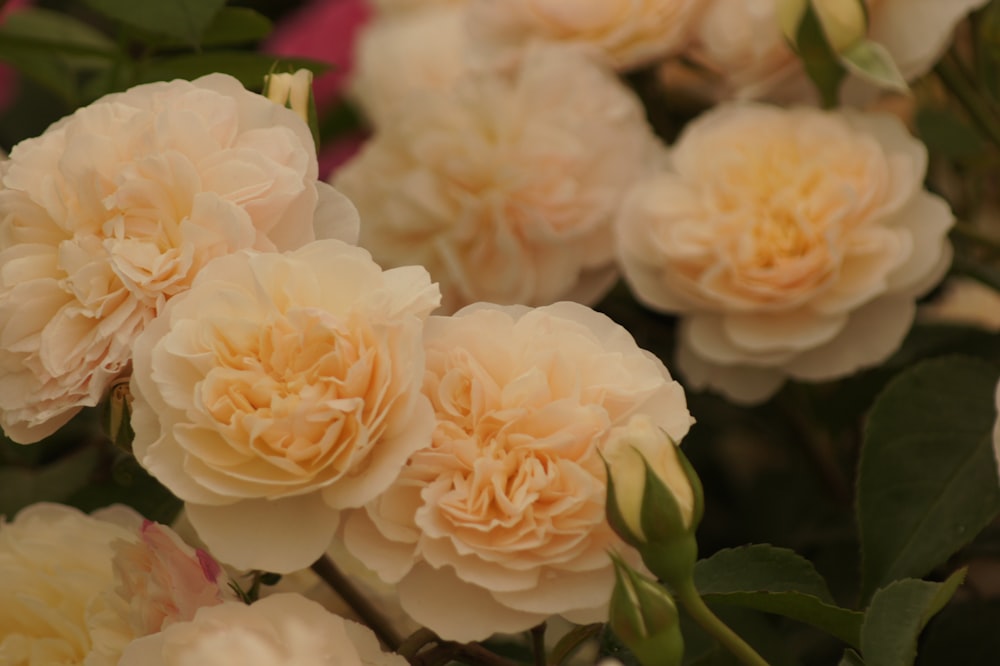 a close up of a bunch of pink flowers