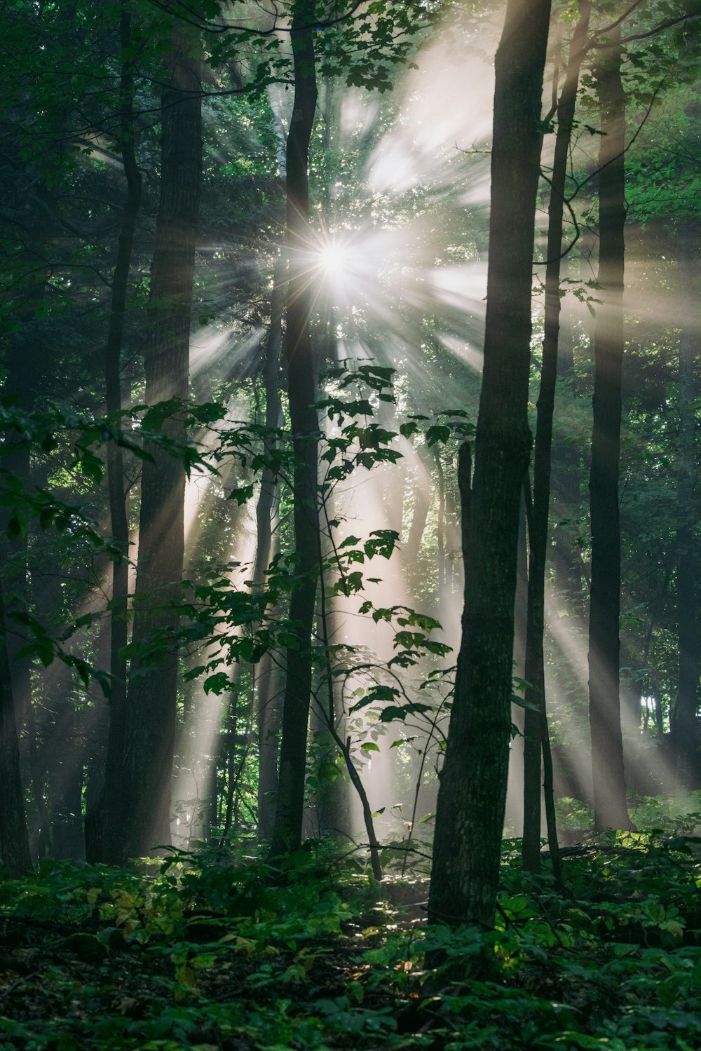 a forest filled with lots of trees covered in sunlight