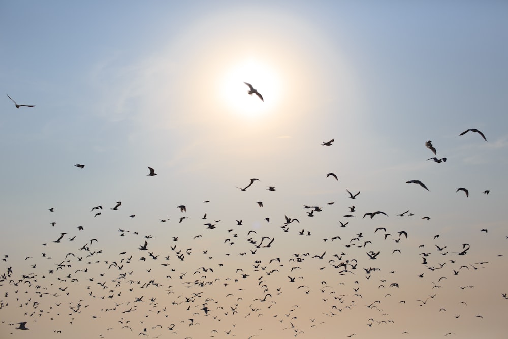 Une volée d’oiseaux volant dans le ciel