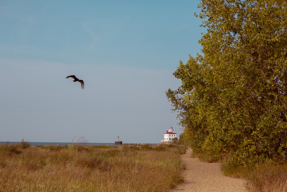 ein Vogel, der über einen Strand neben einem Baum fliegt