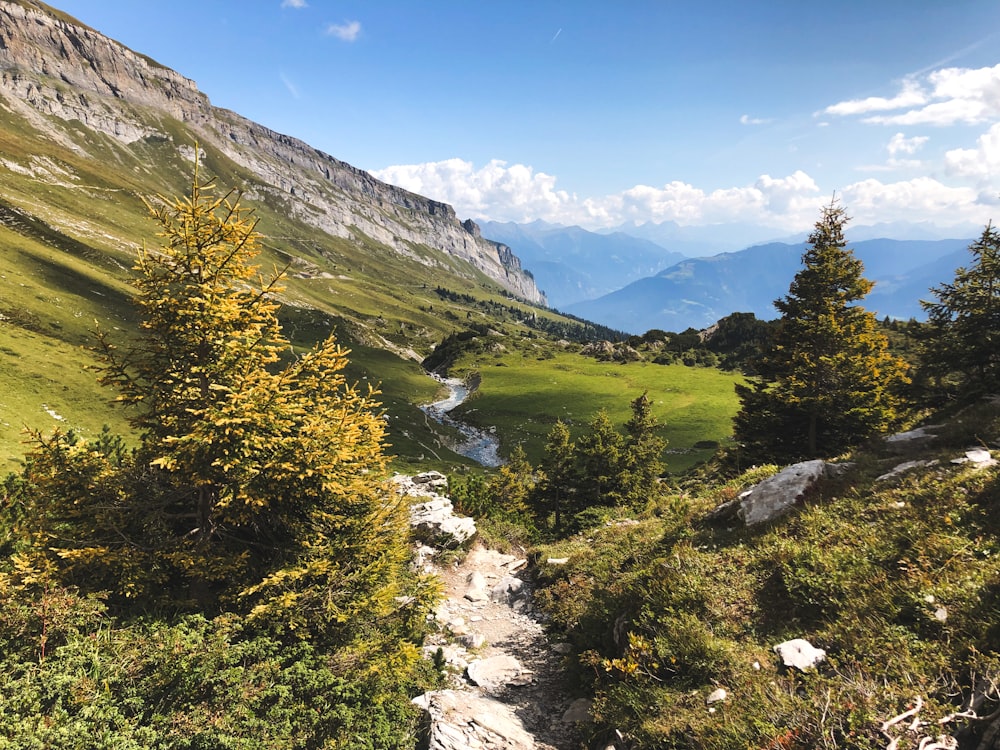 a path in the middle of a green valley