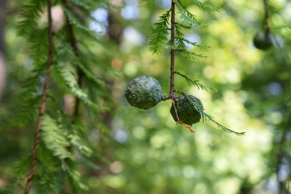 a couple of green fruits hanging from a tree
