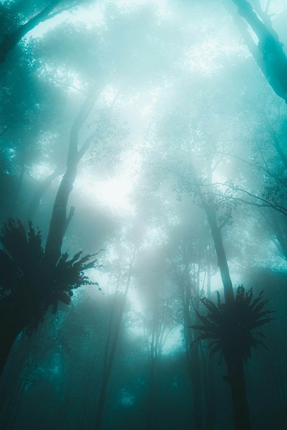 a foggy forest filled with lots of trees