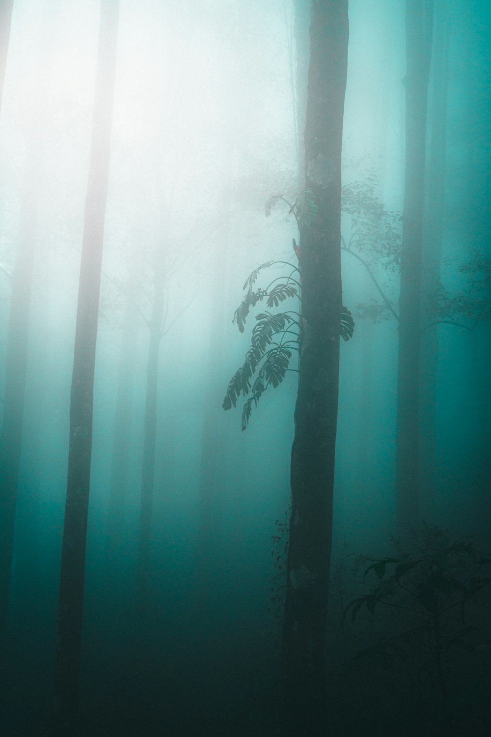 a foggy forest filled with lots of trees